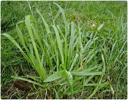 Couch Grass Roundup Garden