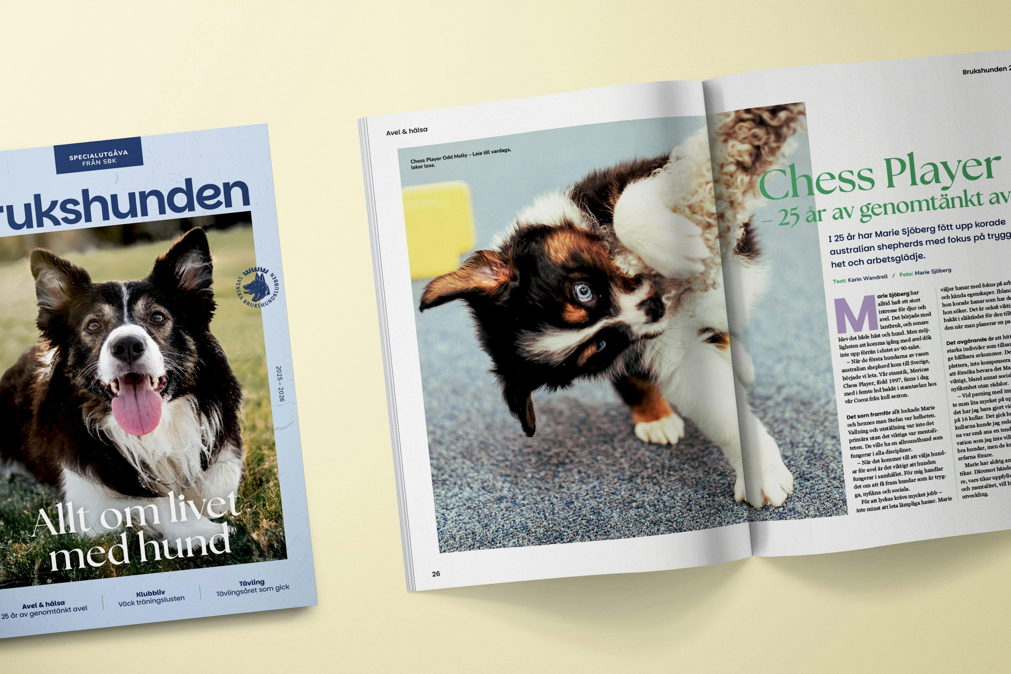 Brukshunden specialutgåva omslagsbild och artikel på gulbakgrund framtaget av roy agency