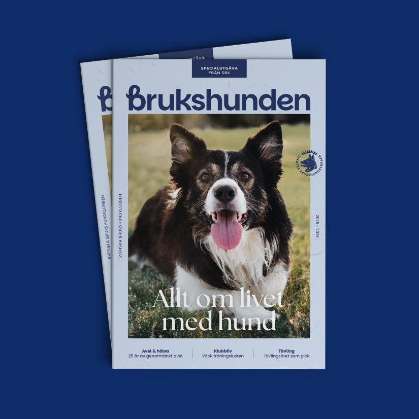 Brukshunden specialutgåva omslagsbild, Tema: Allt om livet med hund