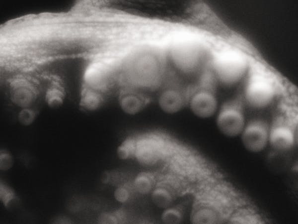 A black and white close-up photograph of an octopus, emphasizing its textured skin and suction cups. The image has a soft focus, creating a dreamlike and abstract effect. The octopus's eye is slightly visible at the top, while its tentacles extend towards the foreground. The octopus represents the sea creature in Joe Hill-Gibbins’s production of Handel’s Giustino.