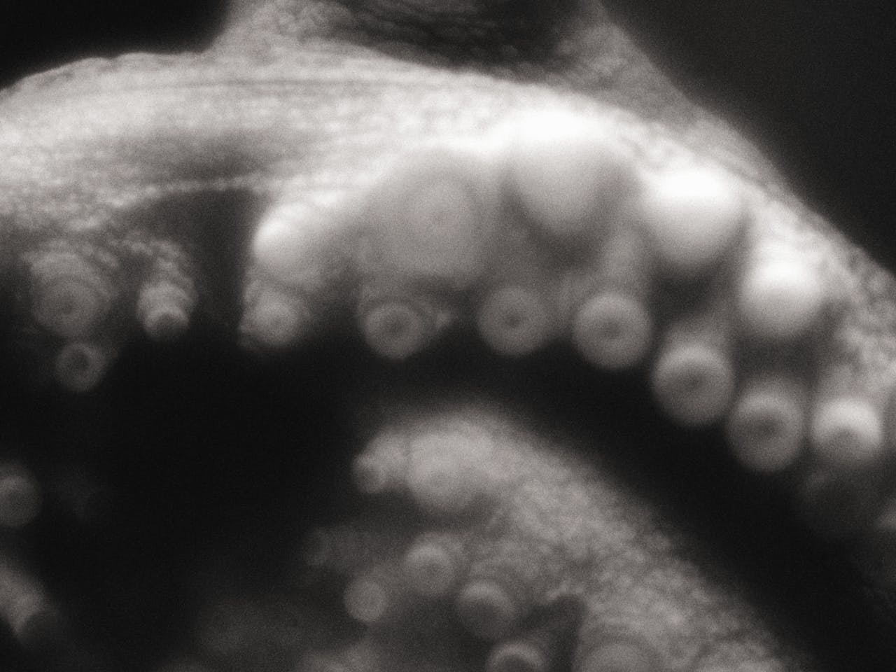 A black and white close-up photograph of an octopus, emphasizing its textured skin and suction cups. The image has a soft focus, creating a dreamlike and abstract effect. The octopus's eye is slightly visible at the top, while its tentacles extend towards the foreground. The octopus represents the sea creature in Joe Hill-Gibbins’s production of Handel’s Giustino.