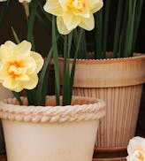 Pots