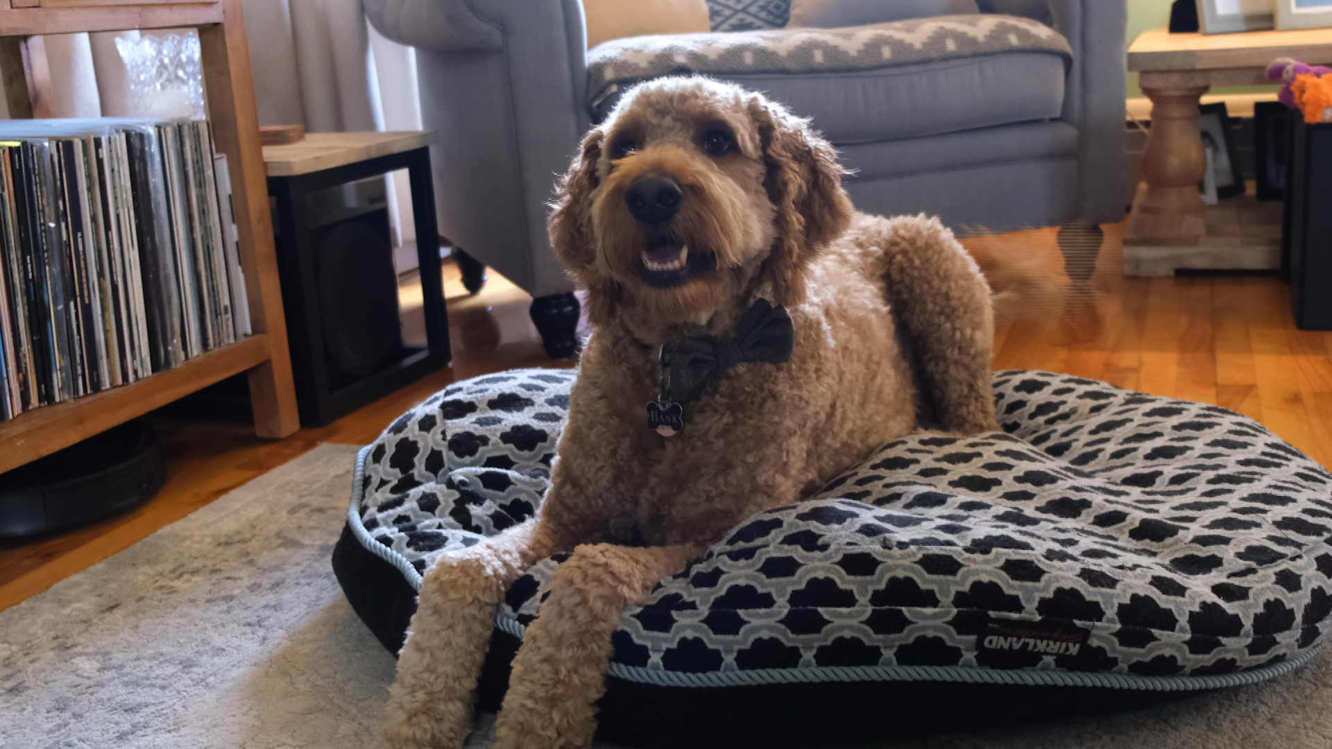 Stop pet mess in its tracks