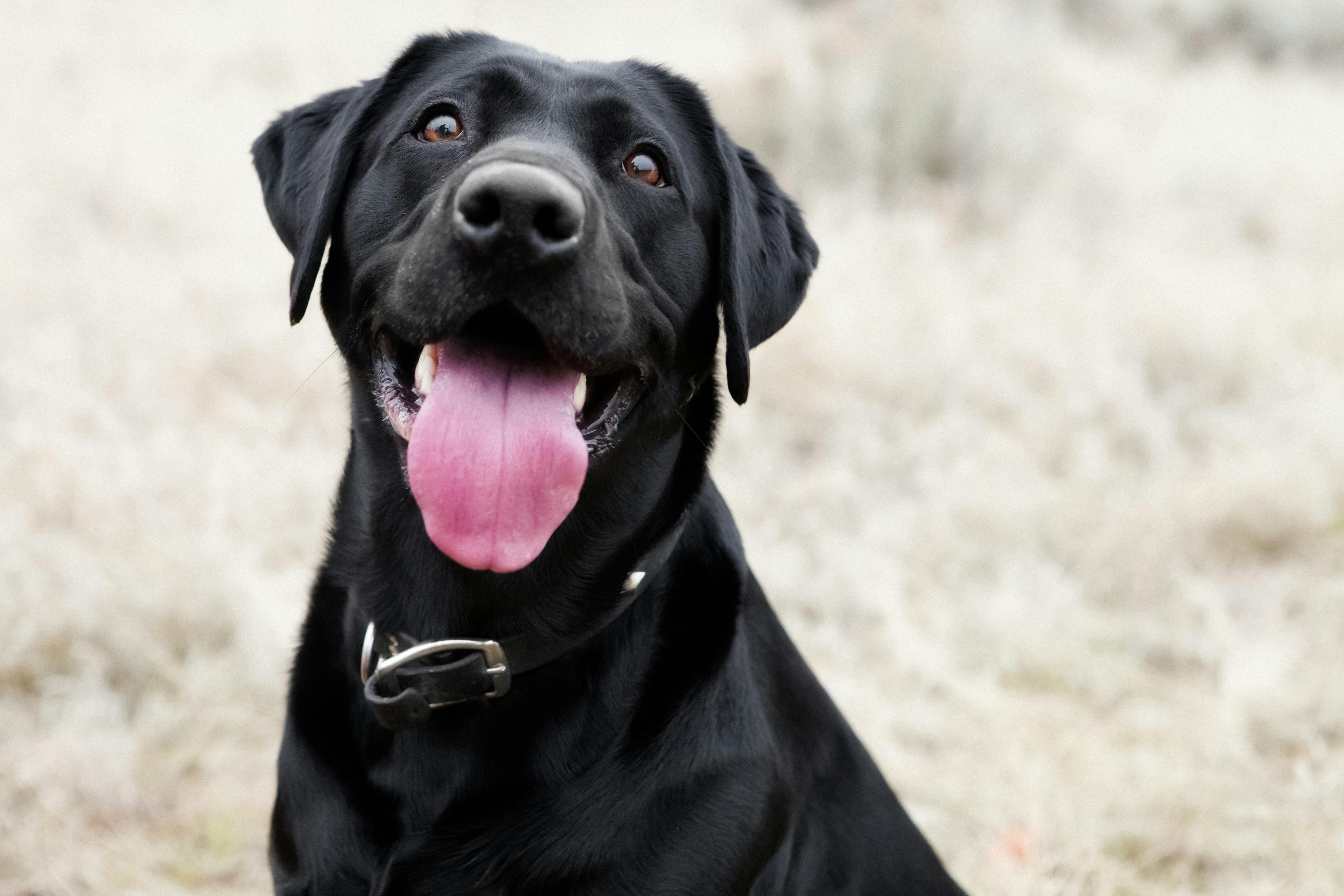 A natural way to keep your furry friends ears clean