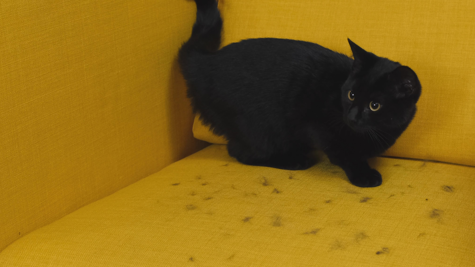 A pet owner hack perfect for shedding season