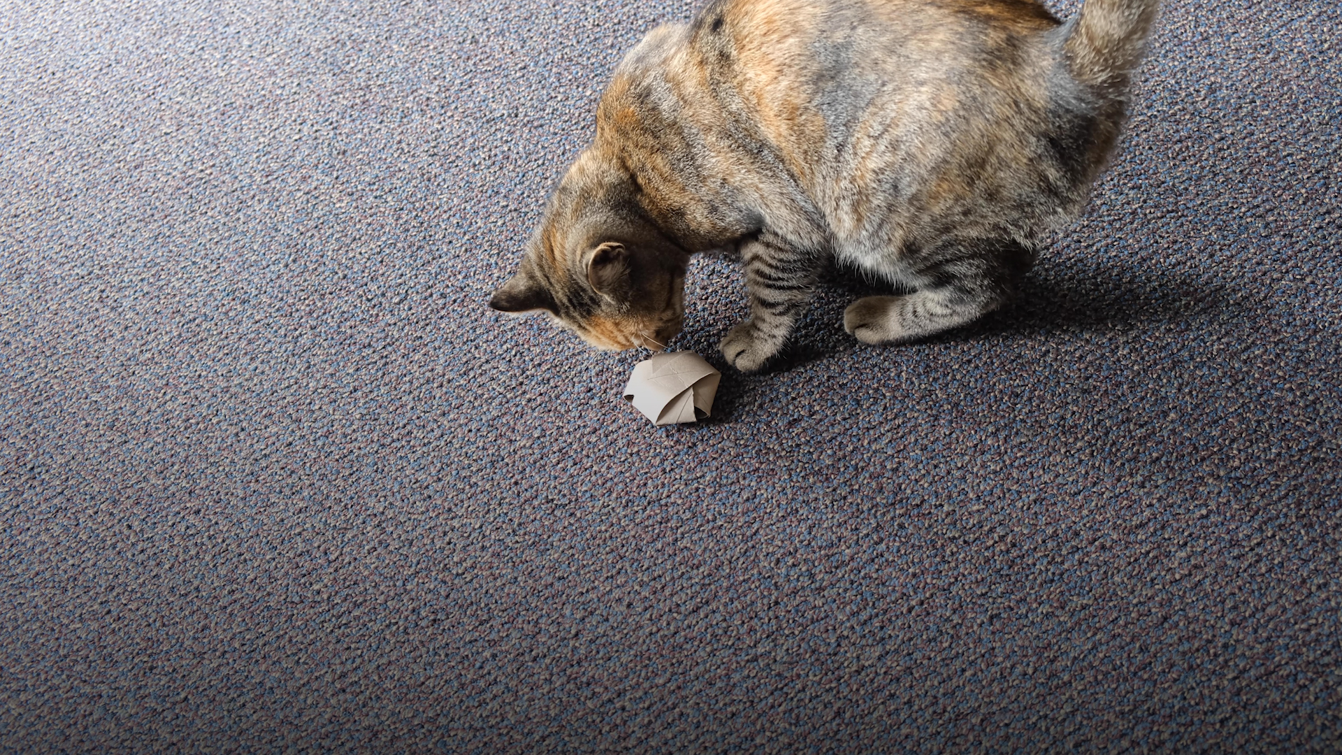 Un irrésistible jouet pour minous