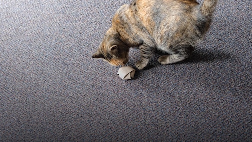 An Irresistible Toy for Cats