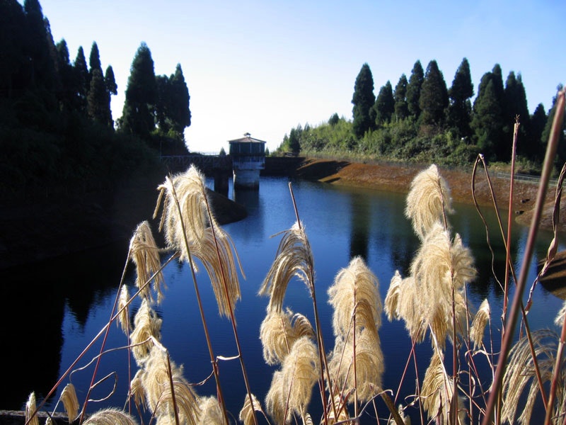 Tranquility Unveiled: Senchal Lake's serene waters mirror the beauty of the surrounding pine trees, while vibrant yellow and whitish flora add a touch of enchantment to this captivating landscape. Immerse yourself in the harmonious embrace of nature's masterpiece.