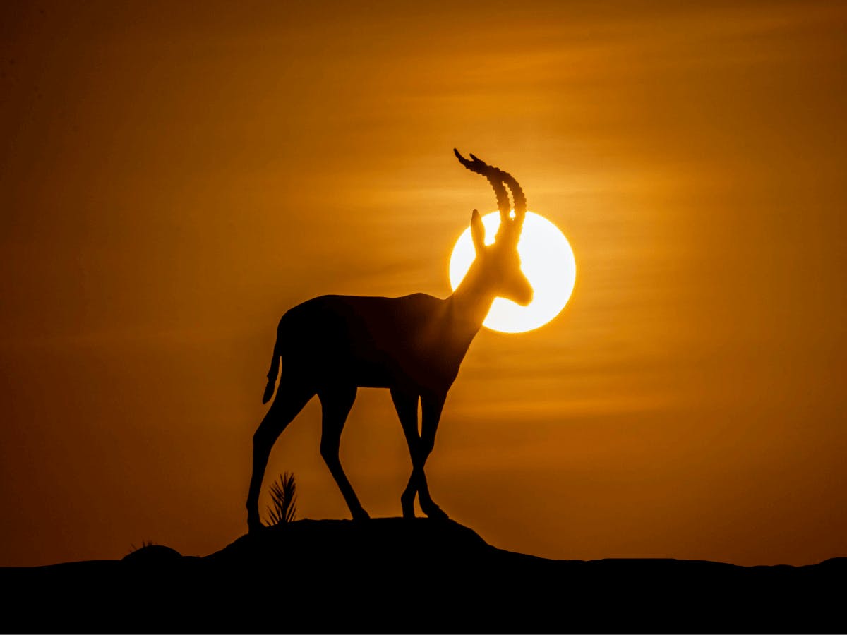 Silhouet van een gazelle die voor de zonsondergang staat