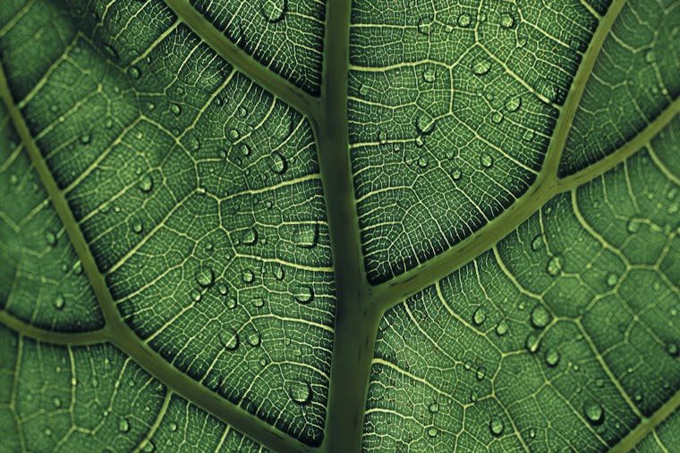 Close-up of a green leaf with fine and thick veins and a few drops of water on its surface