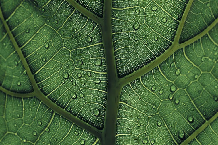 Nahaufnahme eines grünen Blattes, das mit feinen und dickeren Adern durchzigen ist und auf dessen Oberfläche sich einige wenige Wassertropfen befinden