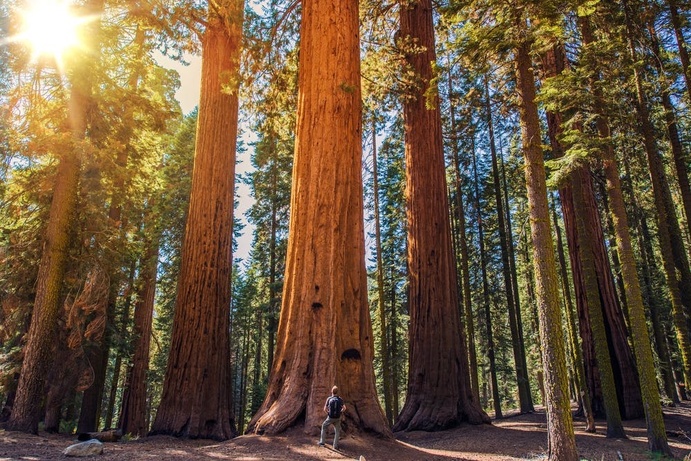 Sacramento to Redwood National Park