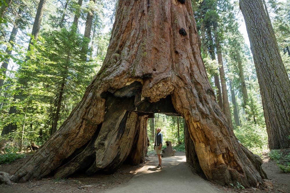 A Guide To Redwood National Park Rvshare Com