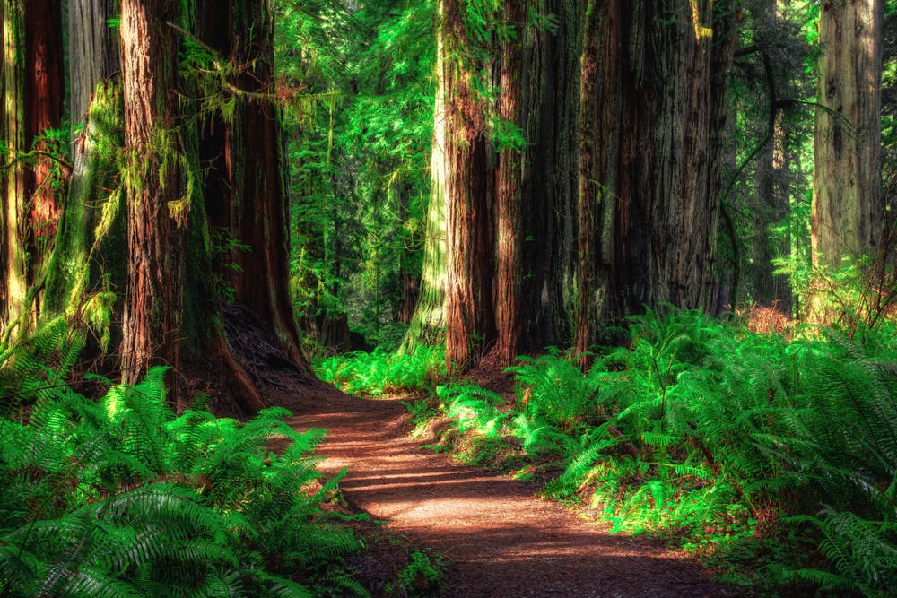 A Guide To Redwood National Park Rvshare Com