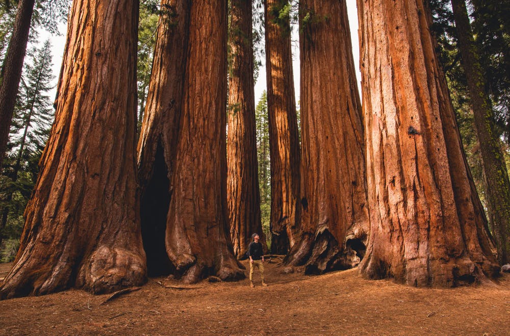 A Guide To Sequoia National Park Rvshare Com