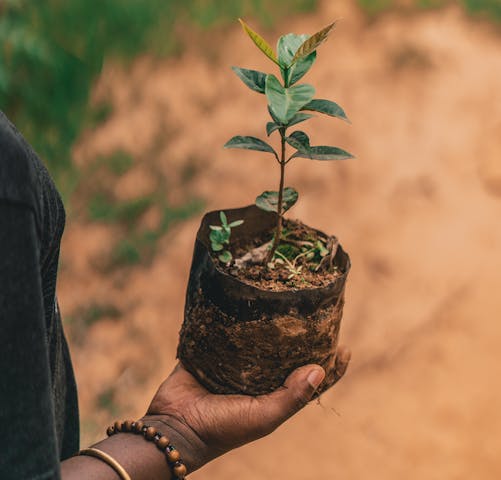 One Tree Planted project in Rwanda