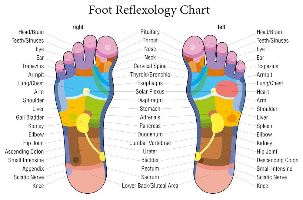 foot reflexology chart with the pressure points of the foot labeled