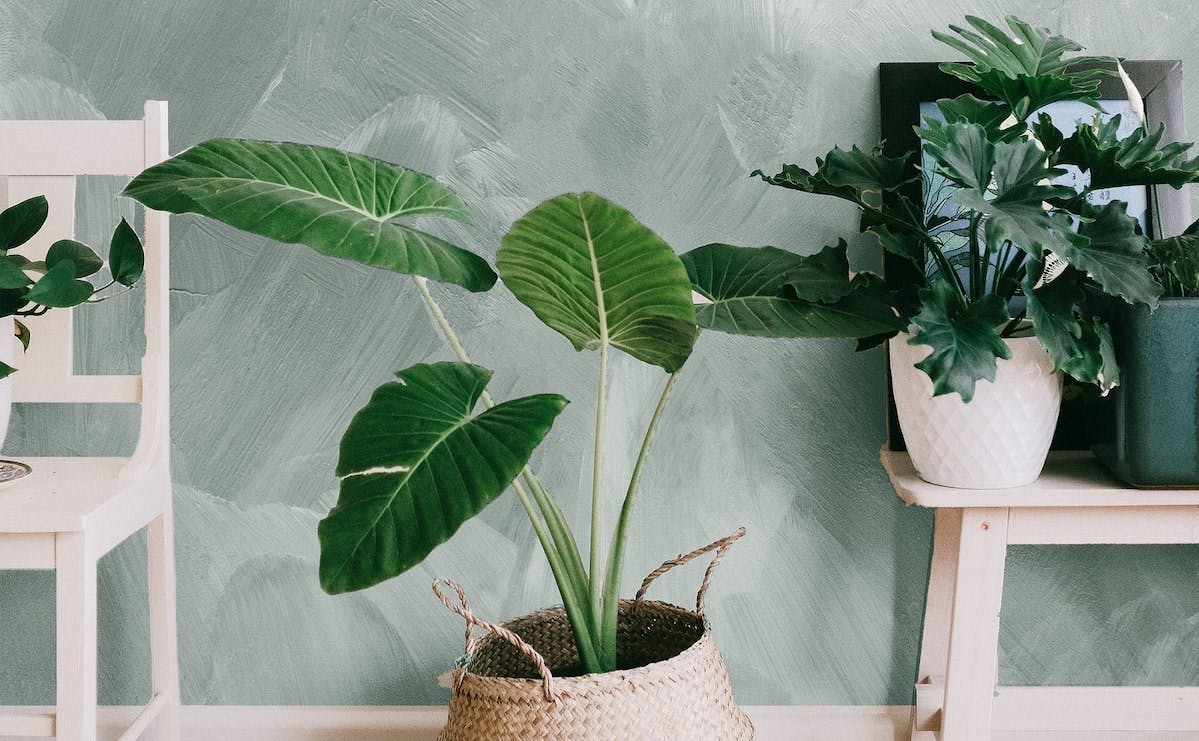green wallpaper with plants in front of wall
