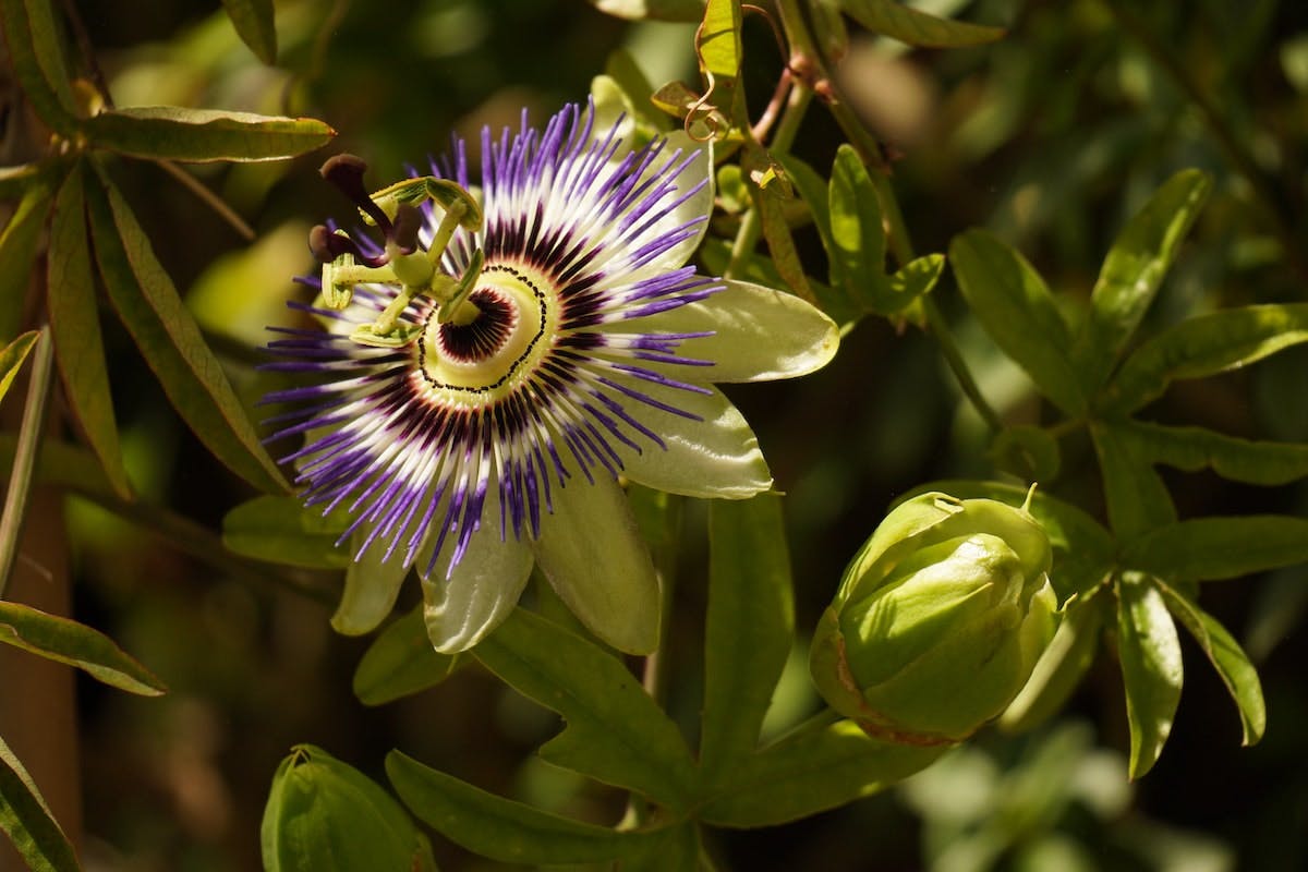 passionflower - natural sleep aid