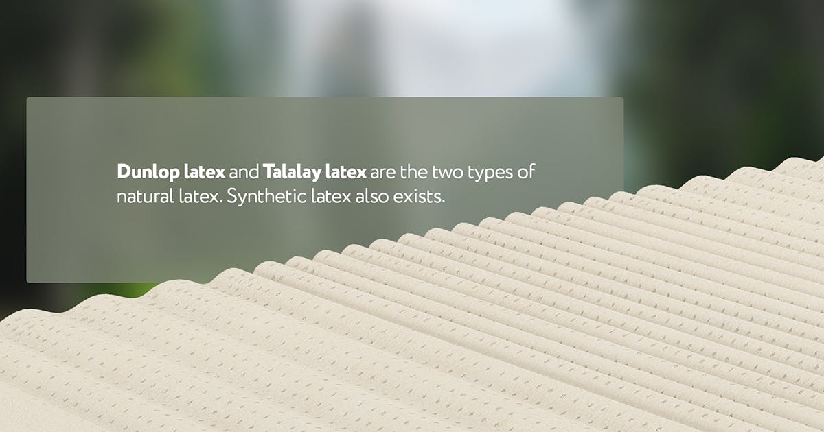 image explaining the difference between dunlop latex and talalay latex