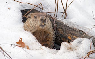 groundhog in winter burrow