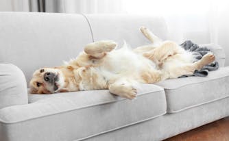 image of dog sleeping on couch