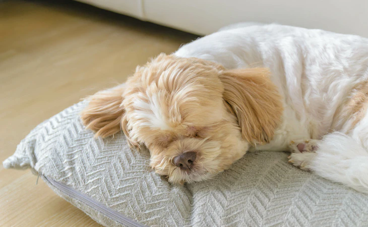 can you recycle dog beds