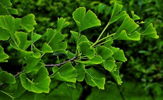 ginkgo biloba herbs for sleep