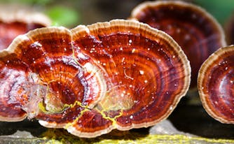 reishi mushrooms