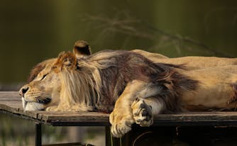 chronotype - image of sleeping lion