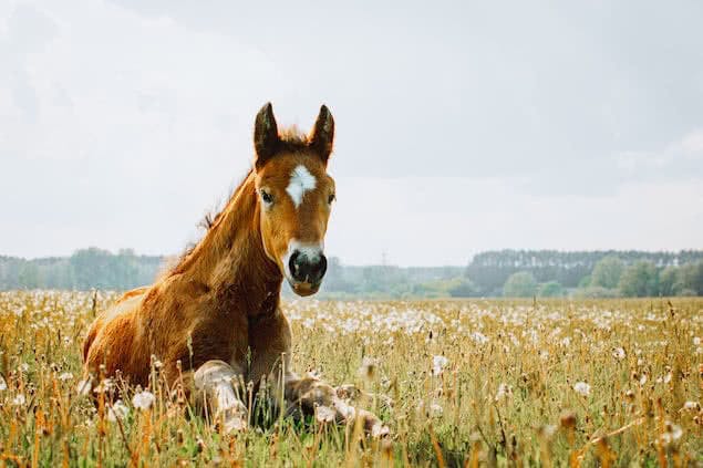 horse lying in grass