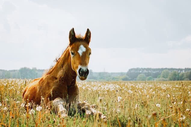Caballo tumbado en la hierba