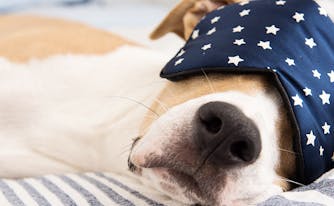 image of napping dog