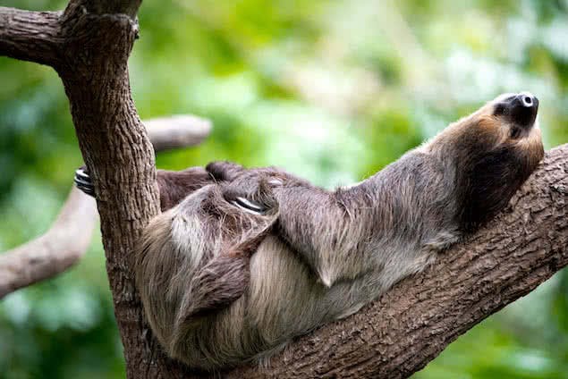 sloth sleeping in try
