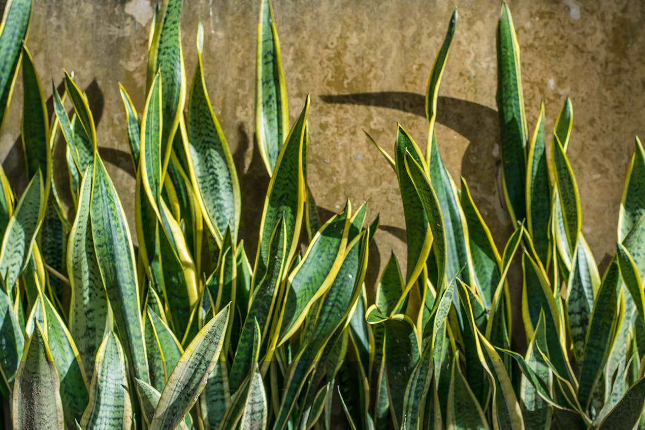 snake plant