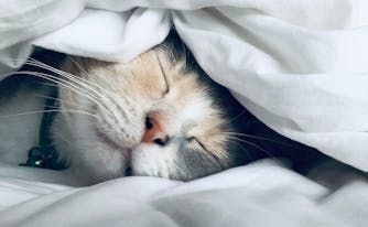 image of cat sleeping in bed