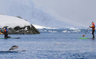 sleeping in antarctica - image of woman paddleboarding in antarctica
