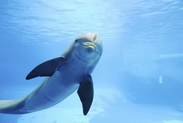 dolphin swimming underwater