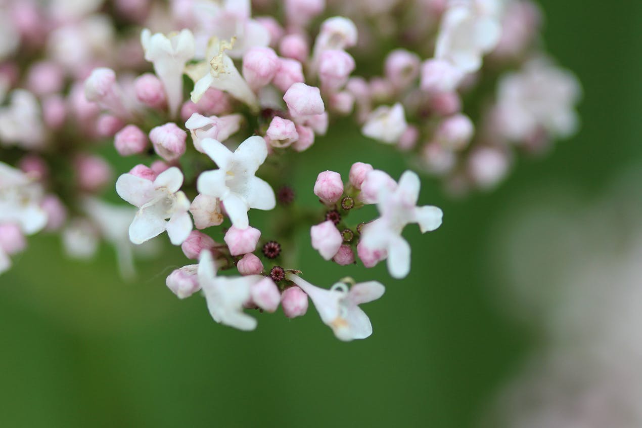 valerian