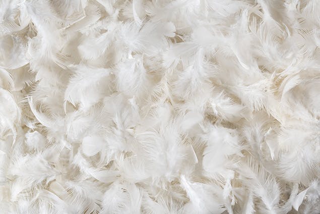 image of pillow feathers