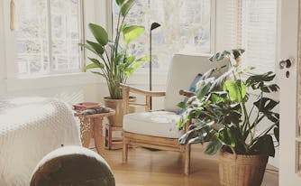 image of best plants to help sleep