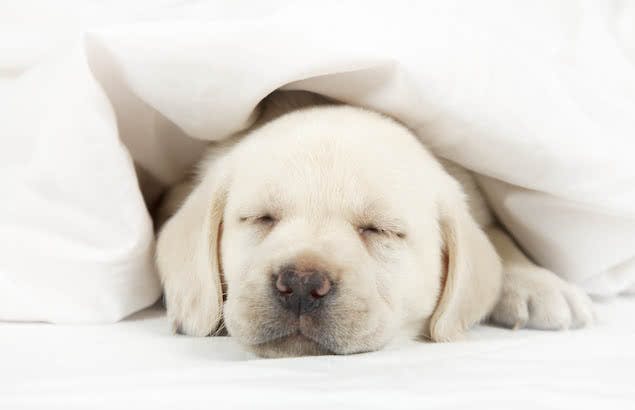 puppy sleeping in bed