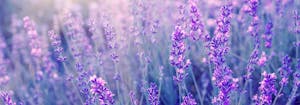 image of lavender, which can improve sleep quality