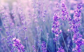 image of lavender, which can improve sleep quality