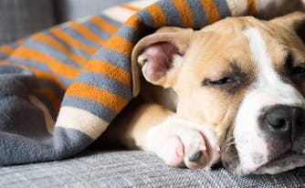 image of dog sleeping on couch