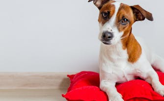 image of dog lying on pillow