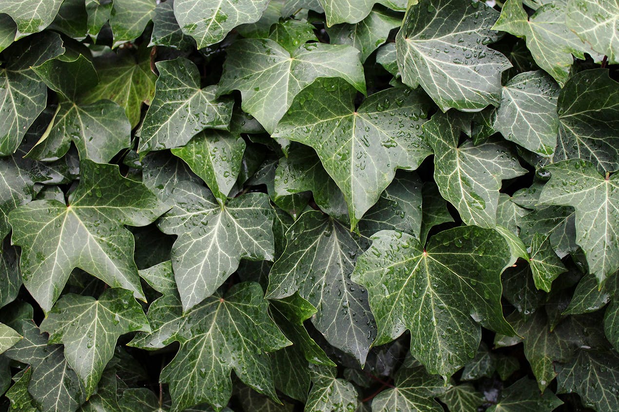 english ivy