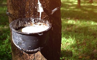 image of latex sap being tapped from rubber tree