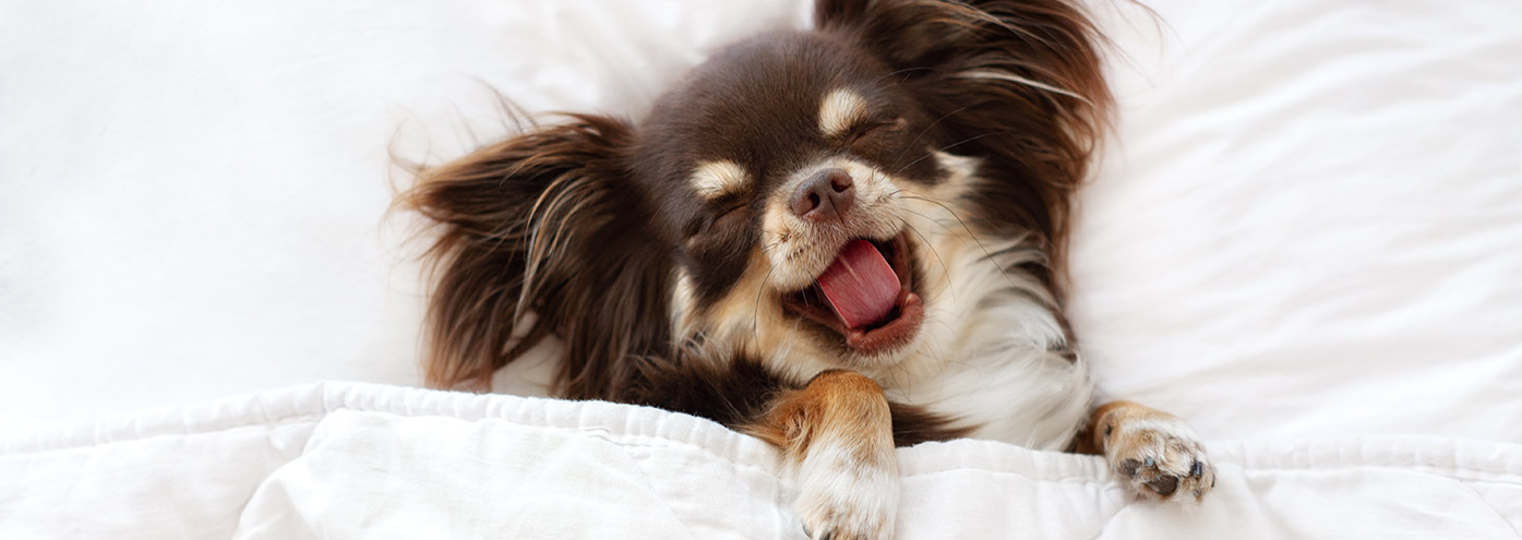 should dogs sleep in your room