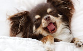 image of dog sleeping in bed